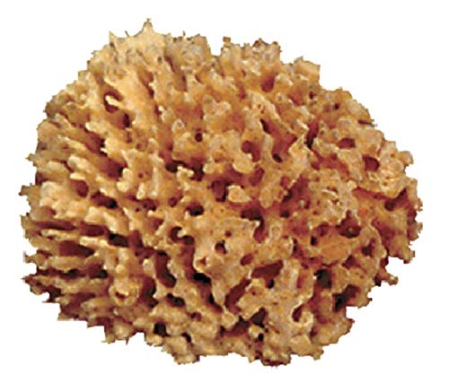 Royal Brush Durable Soft Natural Florida Sea Wool Pottery Sponge, Aqua , 4 – 5 in Dia – R2008-B Import To Shop ×Product
