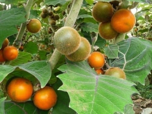 50 Naranjilla – Lulo – Seeds- Rare Tropical Fruit – Solanum Quitoense   price checker   price checker Description Gallery