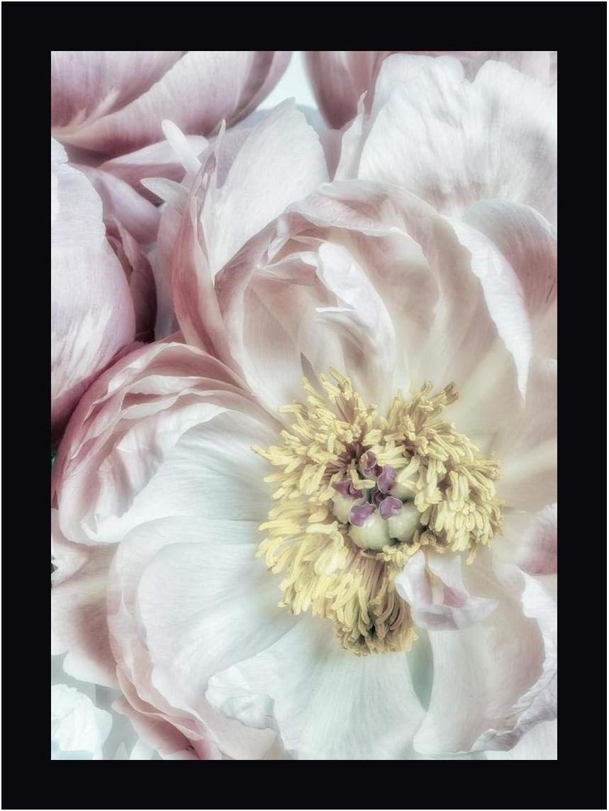 Dusty Bloom 3 by Dianne Poinski – 17″ x 24″ Canvas Art Print Gallery Wrapped – Ready to Hang   price checker   price checker