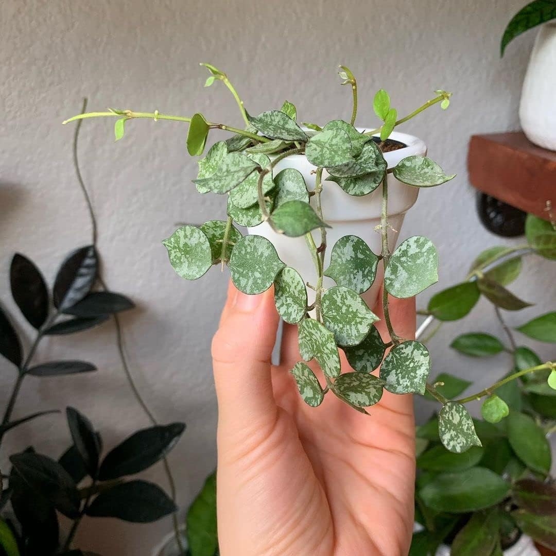 Hoya Curtisii – Live Plant in a 4 Inch Pot – Hoya Carnosa ‘Curtisii’ – Indoor Houseplants Straight from The Nursery   price