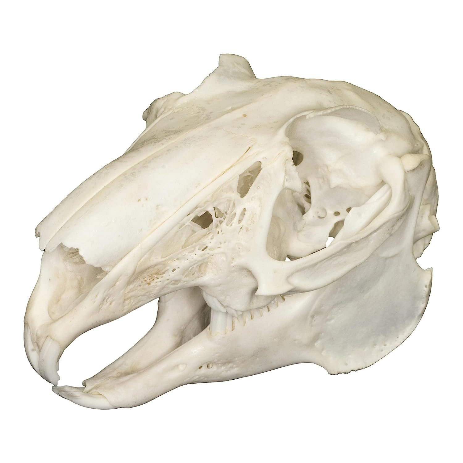 Real Jackrabbit Skull A Quality   price checker   price checker Description Gallery Reviews Variations Additional details