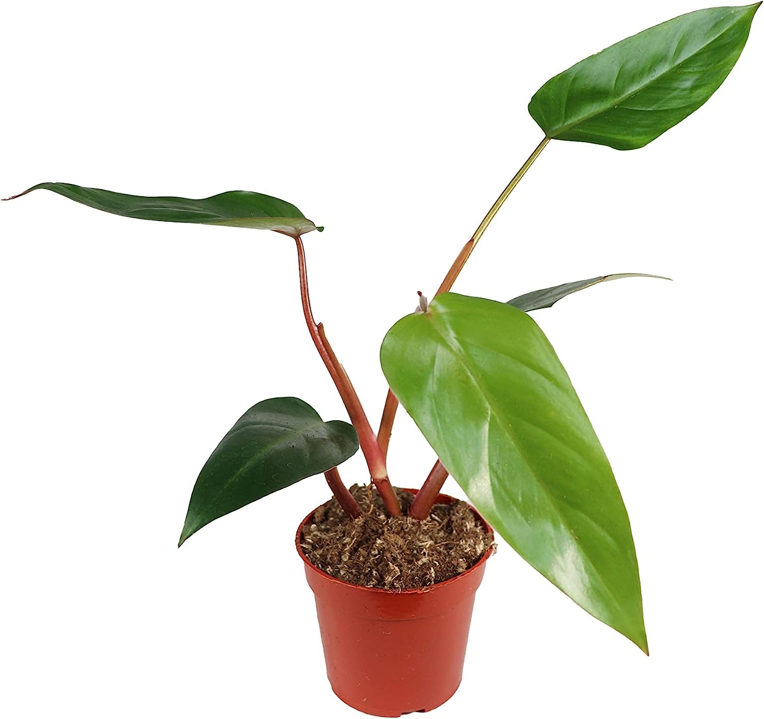 Philodendron Emerald Red – 4″ from California Tropicals   price checker   price checker Description Gallery Reviews Variations