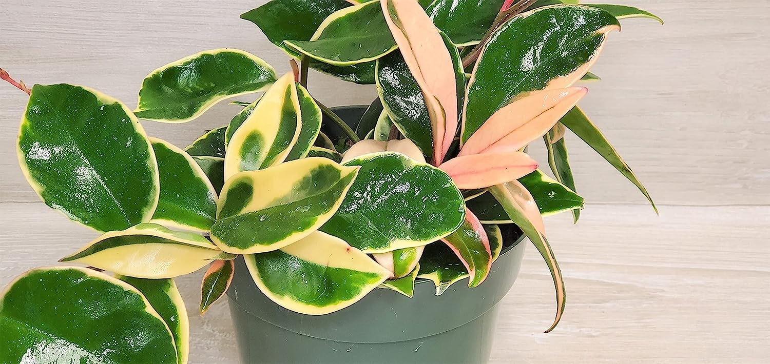Tricolor Hoya Carnosa Krimson Queen Variegated in 4″ Pot,Hoya Carnosa Variegatedin 4 inch Pot, Limited Quantity by 3exoticgreen