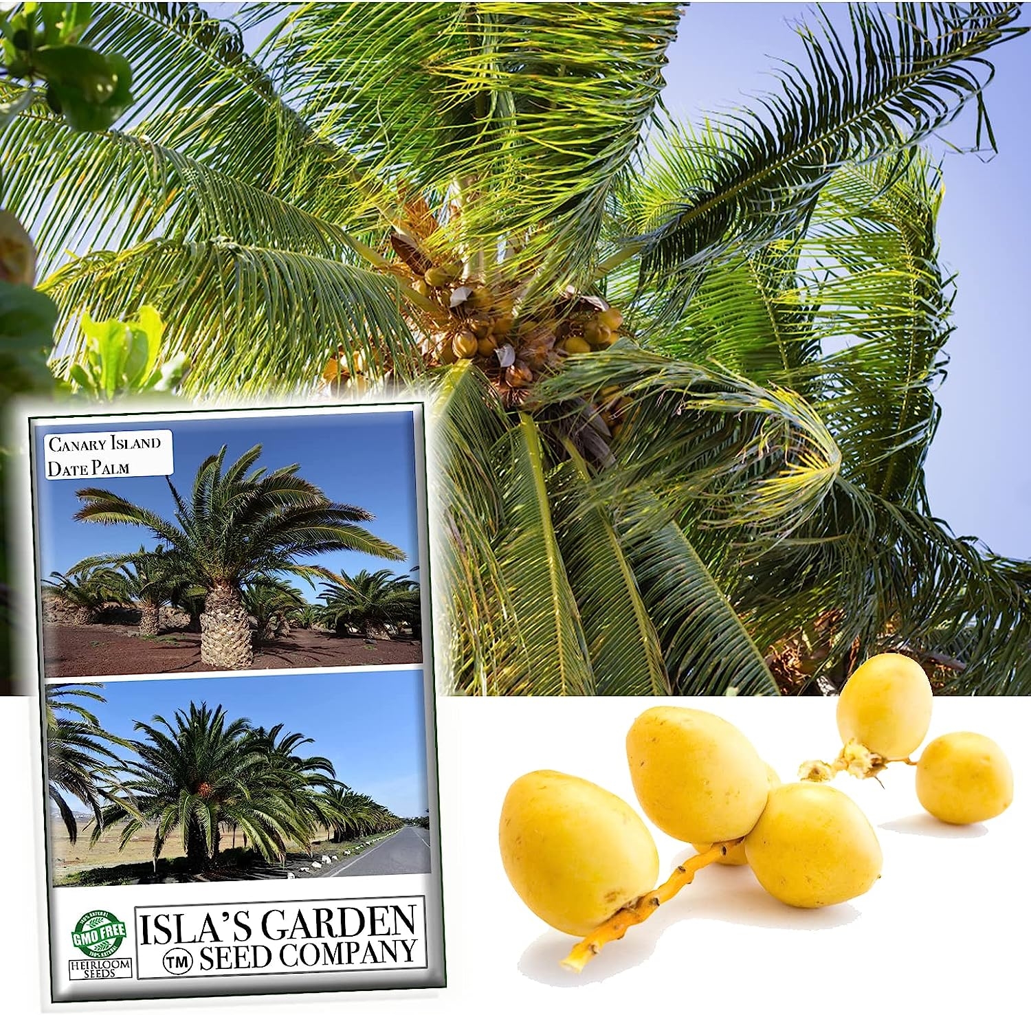 Semillas de palmera dátiles de Isla Canaria, Phoenix Canariensis, también conocido como palma: piña Palm15+ semillas de